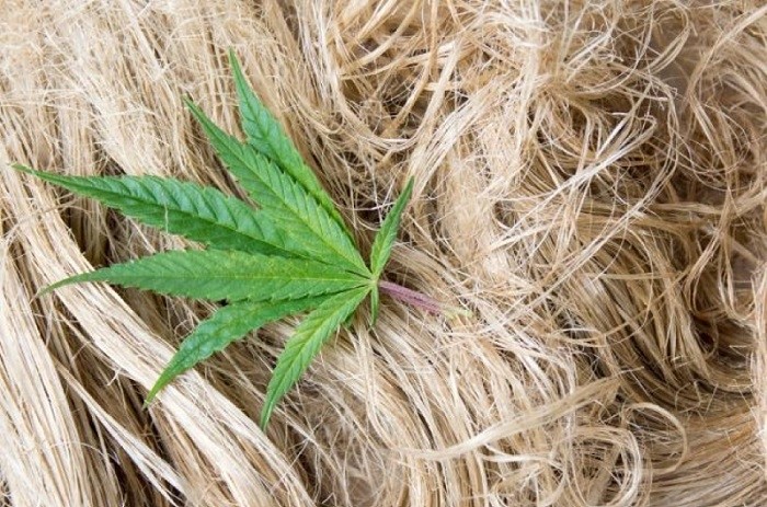 De voordelen van hennep oftewel cannabis