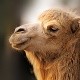 kameel haar